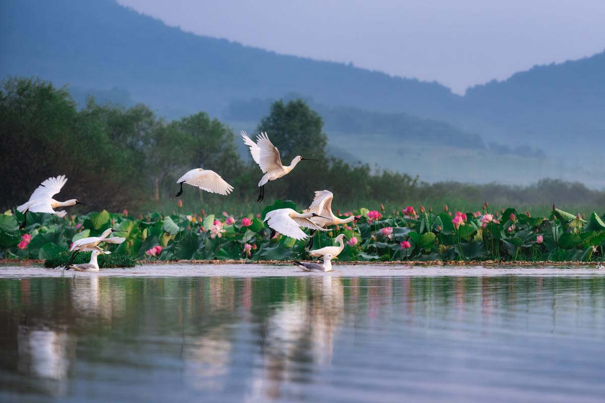 Espátulas de cara negra animan un emblemático embalse en Dalian