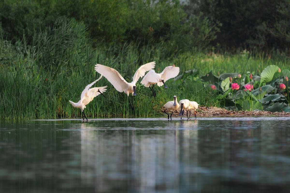 Espátulas de cara negra animan un emblemático embalse en Dalian