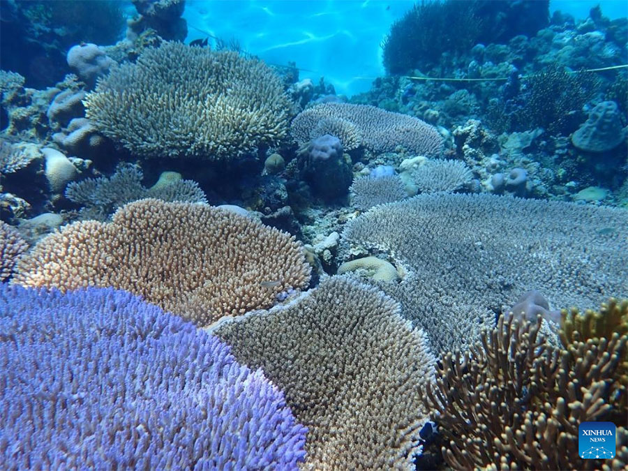 Ecosistema de arrecife de coral Xianbin Jiao de China está en general sano, según informe