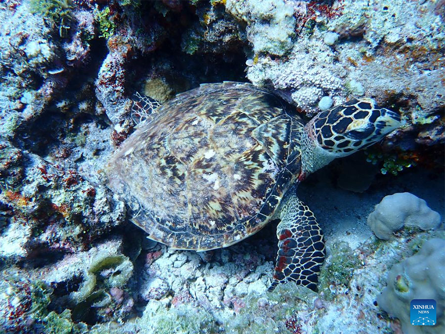 Ecosistema de arrecife de coral Xianbin Jiao de China está en general sano, según informe