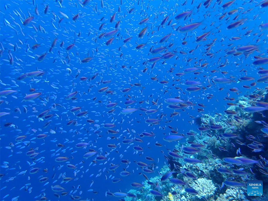 Ecosistema de arrecife de coral Xianbin Jiao de China está en general sano, según informe