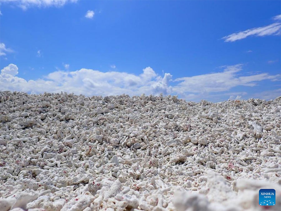 Ecosistema de arrecife de coral Xianbin Jiao de China está en general sano, según informe