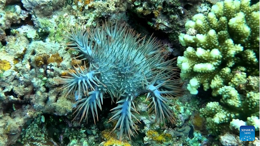 Ecosistema de arrecife de coral Xianbin Jiao de China está en general sano, según informe