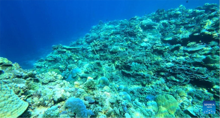 Ecosistema de arrecife de coral Xianbin Jiao de China está en general sano, según informe