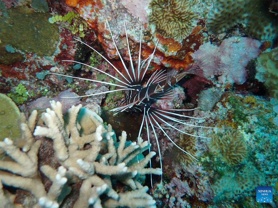 Ecosistema de arrecife de coral Xianbin Jiao de China está en general sano, según informe