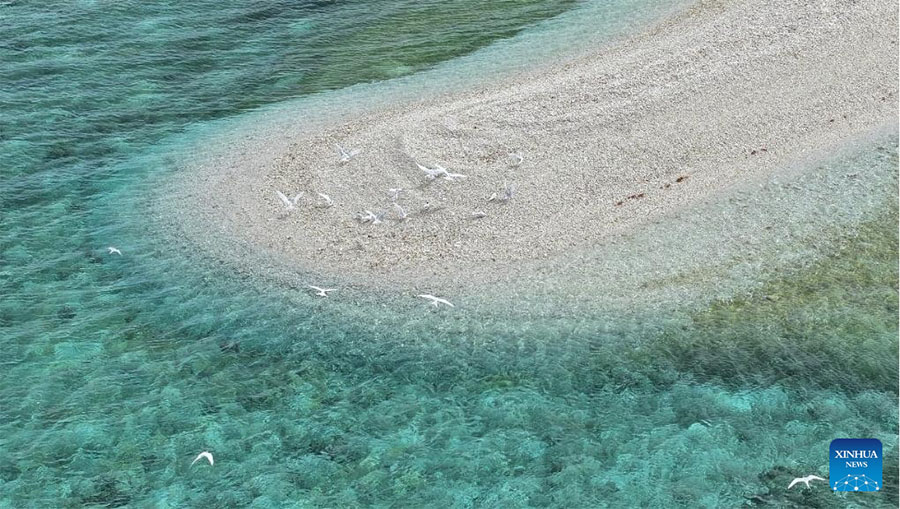 Ecosistema de arrecife de coral Xianbin Jiao de China está en general sano, según informe