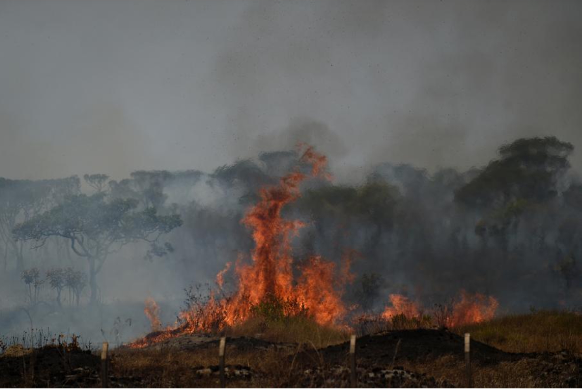 Imagen del 16 de septiembre de 2024 de llamas y humo de un incendio forestal en el Parque Nacional de Brasilia, en Brasilia, Brasil. (Xinhua/Lucio Tavora)