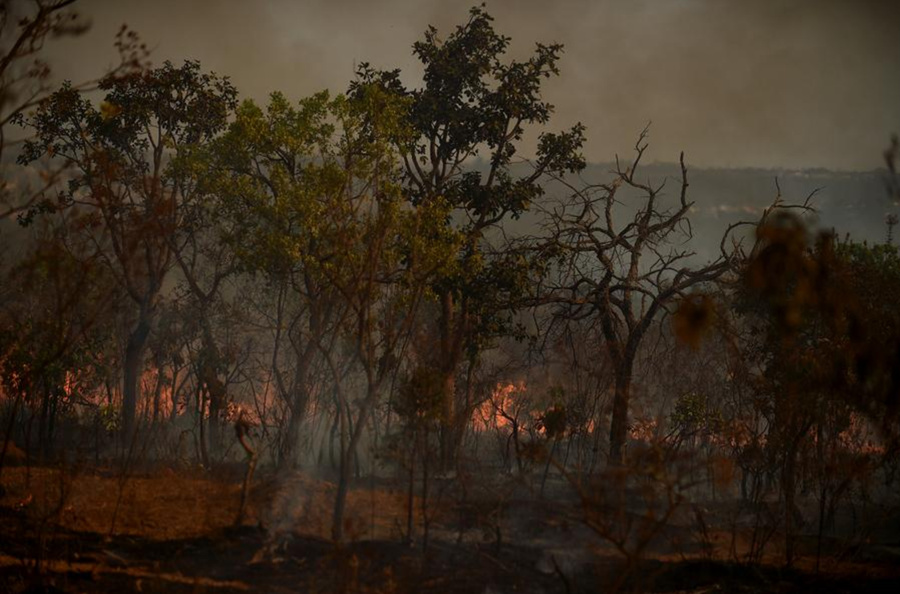 Llamas son vistas durante un incendio forestal en el Parque Nacional de Brasilia, en Brasilia, Brasil, el 16 de septiembre de 2024. (Xinhua/Lucio Tavora) 