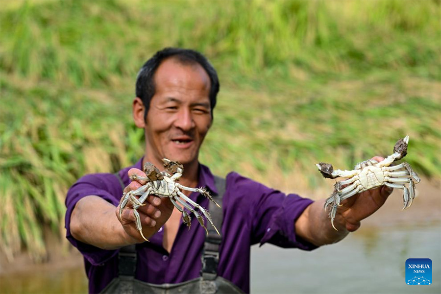 Yinchuan ha desarrollado vigorosamente la pesca en los últimos años