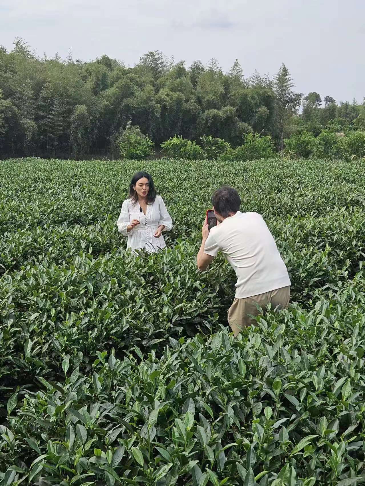 Gozan de la cultura de té en el 