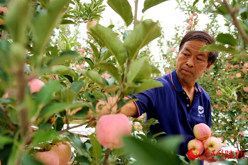 La moderna fruticultura china logra una abundante cosecha de manzanas en Shaanxi