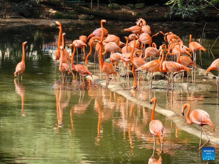 CALI, 28 septiembre, 2024 (Xinhua) -- Imagen del 20 de septiembre de 2024 de flamencos vistos en las instalaciones del Zoológico de Cali, en Cali, Colombia. El Zoológico de Cali, ubicado en esta ciudad del oeste de Colombia, se prepara para recibir a miles de personas durante la Conferencia de las Naciones Unidas sobre Biodiversidad (COP16), a fines de octubre, y promover el conocimiento y la protección de todas las especies de la tierra. (Xinhua/César Mariño)