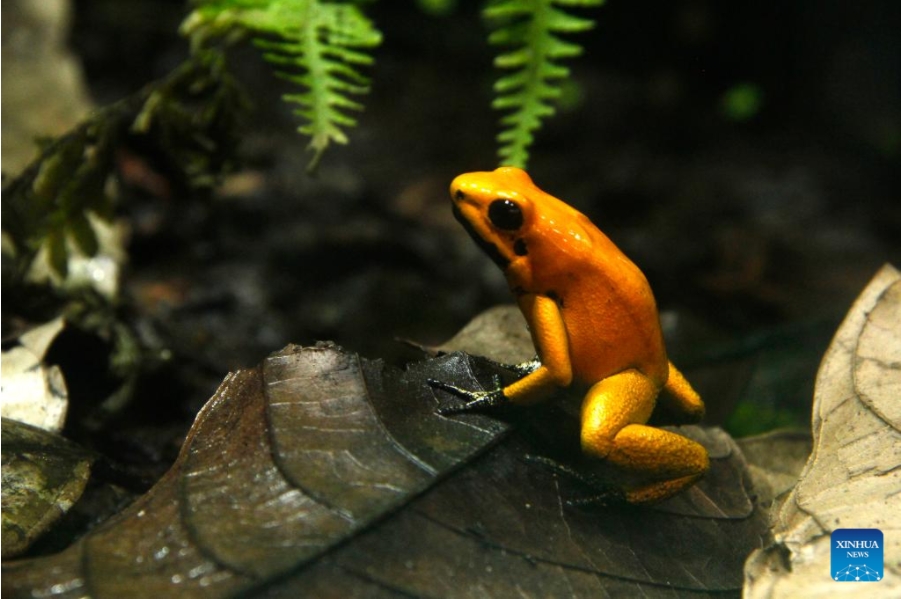 Imagen del 20 de septiembre de 2024 de una rana dorada venenosa (Phyllobates terribilis) en el Zoológico de Cali, en Cali, Colombia. El Zoológico de Cali, ubicado en esta ciudad del oeste de Colombia, se prepara para recibir a miles de personas durante la Conferencia de las Naciones Unidas sobre Biodiversidad (COP16), a fines de octubre, y promover el conocimiento y la protección de todas las especies de la tierra. (Xinhua/Sylvia Zárate)