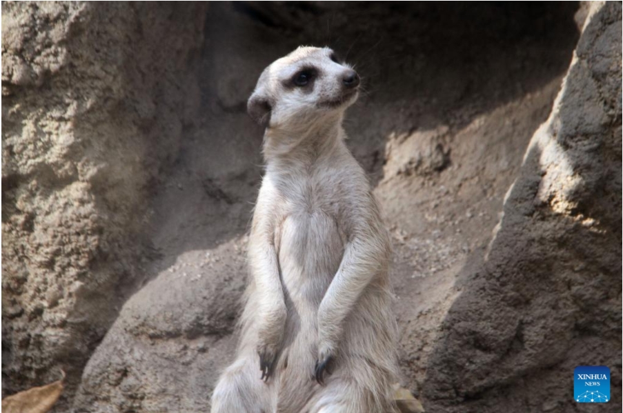 Imagen del 20 de septiembre de 2024 de un miembro de la familia de suricatas en el Zoológico de Cali, en Cali, Colombia. El Zoológico de Cali, ubicado en esta ciudad del oeste de Colombia, se prepara para recibir a miles de personas durante la Conferencia de las Naciones Unidas sobre Biodiversidad (COP16), a fines de octubre, y promover el conocimiento y la protección de todas las especies de la tierra. (Xinhua/Sylvia Zárate)