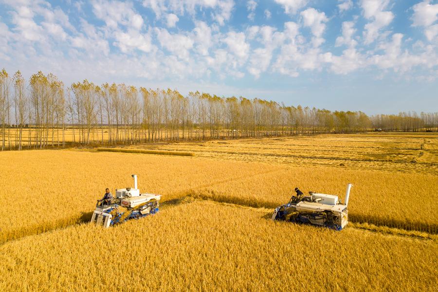 Maquinaria agrícola trabajando en los campos de la aldea de Daoxiang de la ciudad de Suihua, provincia de Heilongjiang, en el noreste de China, el 13 de octubre de 2024. (Xinhua/Zhang Tao)