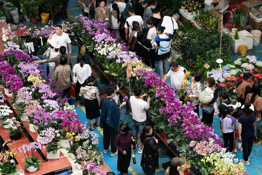 Compradores recorren el Mercado de Flores de Dounan durante el Festival de Mitad de Otoño y las vacaciones del Día Nacional, en Kunming, capital de la provincia suroccidental china de Yunnan, el 5 de octubre de 2023. (Xinhua/Chen Xinbo)