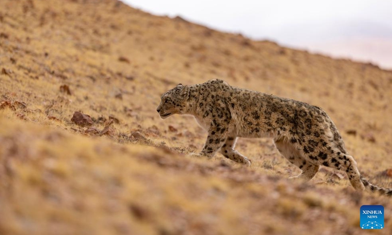 Un leopardo de las nieves es liberado en la Reserva Natural Nacional de Changtang, Región Autónoma de Xizang, después que matara a cuatro ovejas en el condado de Nyima y fuera capturado por el Departamento Local de Conservación de la Vida Silvestre, 7 de mayo del 2024. (Foto: Xinhua)