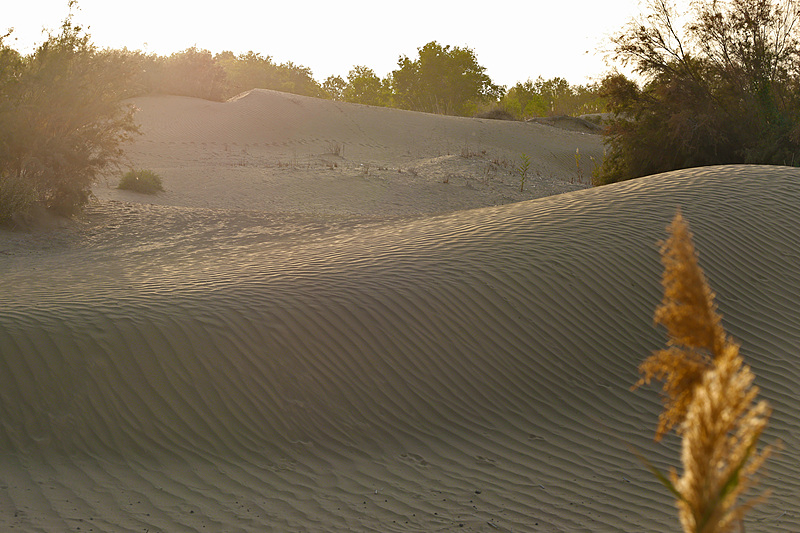 Árboles de Populus euphratica en los márgenes del desierto de Taklimakan en la región autónoma Uygur de Xinjiang, el 7 de octubre de 2024. [Foto/VCG]