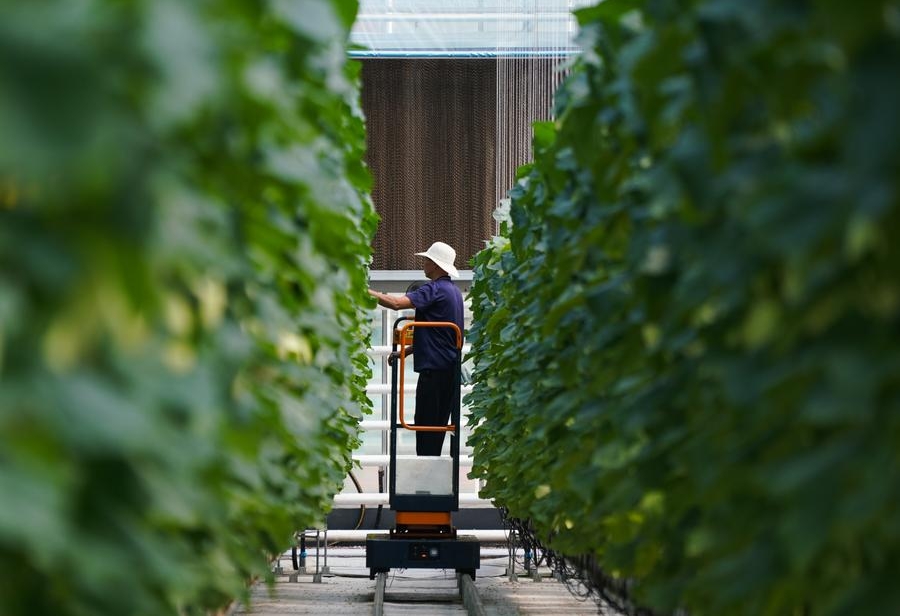 Un agricultor trabaja en un parque de demostración para la producción estandarizada de verduras, en la ciudad de Shouguang de Weifang, en la provincia oriental china de Shandong, el 26 de julio de 2023. (Xinhua/Zhang Haobo)