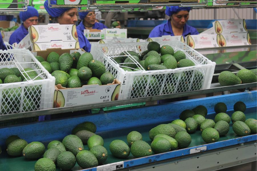 Empleadas seleccionan aguacates en una planta empacadora en la provincia de Chincha del departamento de Ica, en Perú. (Xinhua/Luis Camacho)