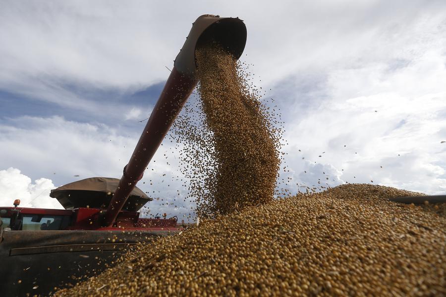 Imagen del 12 de abril de 2023 de una máquina agrícola vertiendo granos de soja en un camión en la granja Bandeirinha de Formosa, en Goiás, Brasil. (Xinhua/Lucio Tavora)