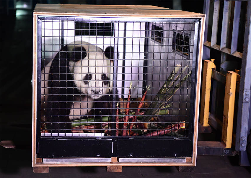 Dos pandas llegan a su nueva residencia en Austria