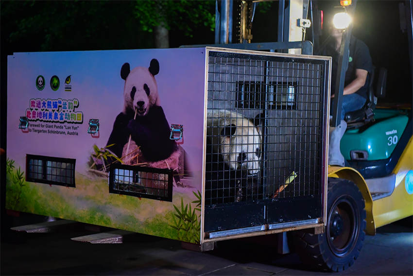 Dos pandas llegan a su nueva residencia en Austria