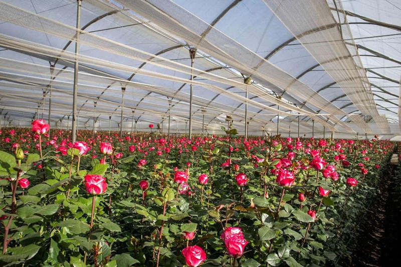 El viaje transoceánico de las rosas ecuatorianas hacia China