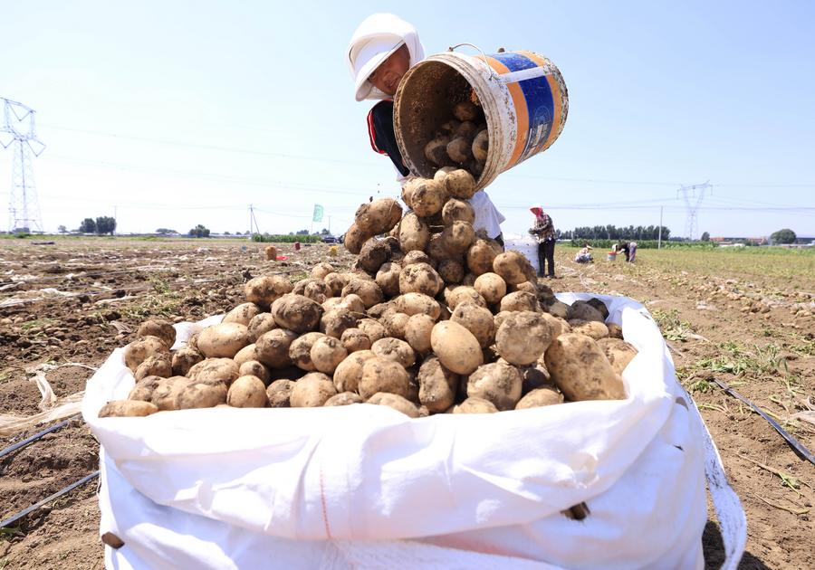 Agricultores cosechan patatas en un campo en la aldea Dalingzi, del distrito de Fengnan, en la provincia norteña china de Hebei, el 9 de julio de 2025. (Xinhua/Yang Shiyao)