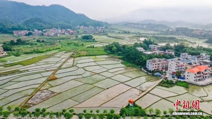 Comienza el Concurso de Innovación en “Agricultura Inteligente (Aldea Digital)” en Guangxi