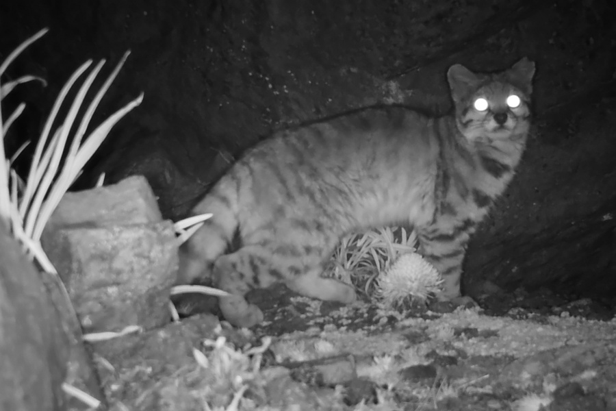 Imágenes: Valiosa flora y fauna silvestre monitoreada en área de conservación San Antonio– Sierra Nevada en Perú