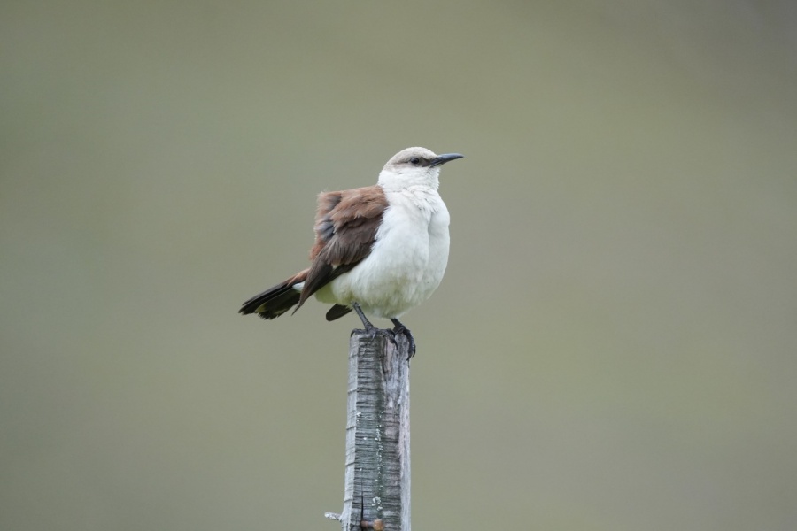 Imágenes: Valiosa flora y fauna silvestre monitoreada en área de conservación San Antonio– Sierra Nevada en Perú