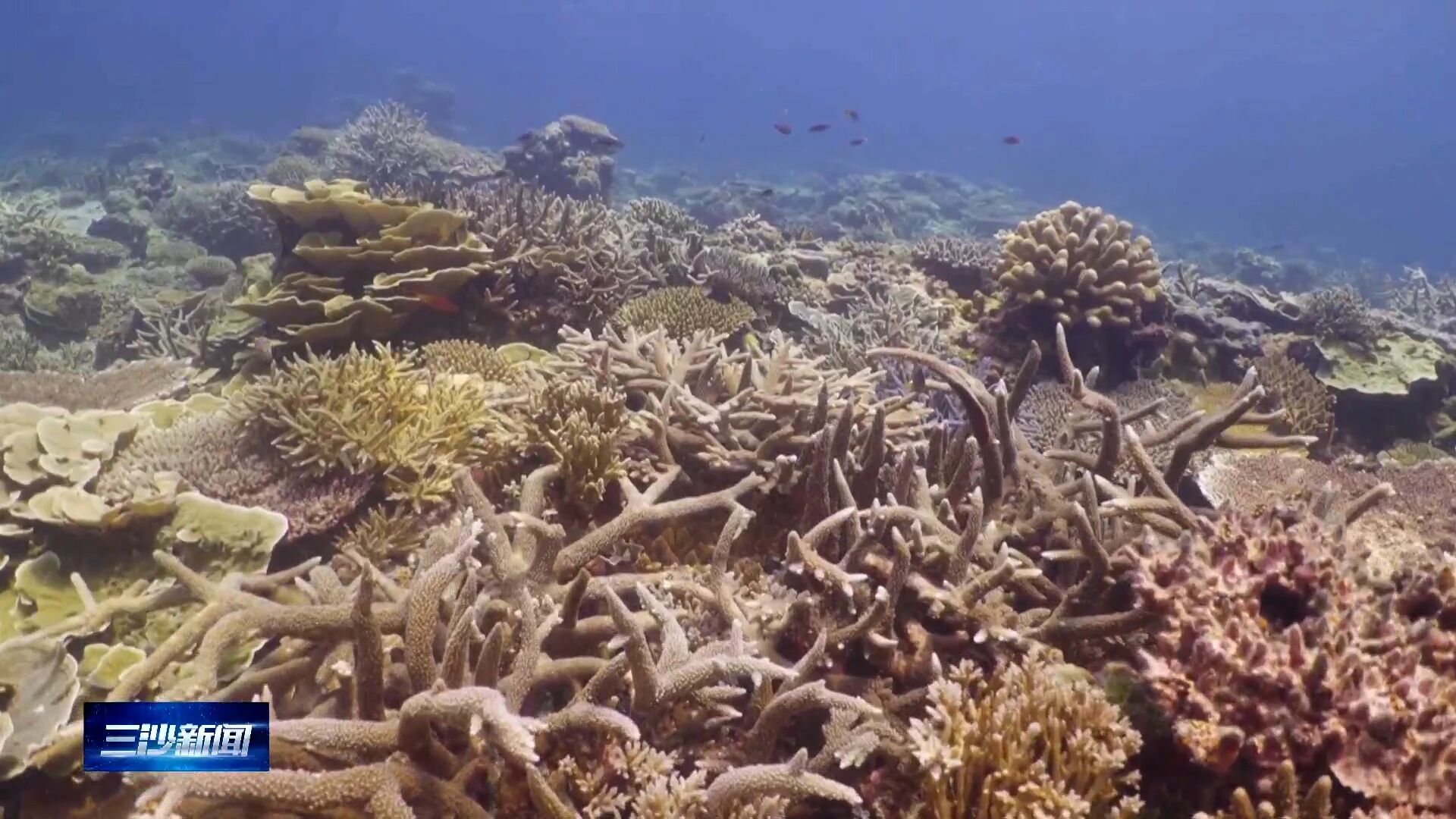 Sansha, en el sur de China, planta 100.000 plántulas de coral y establece la mayor base de cría artificial de corales en las islas Xisha
