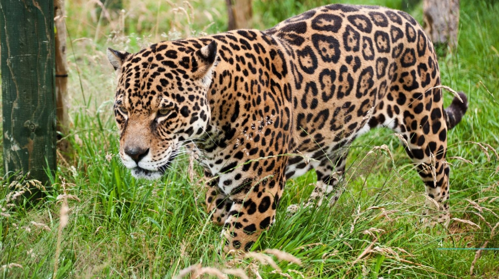 Imágenes: Reserva Estatal de Dzilam, una joya ecológica de México