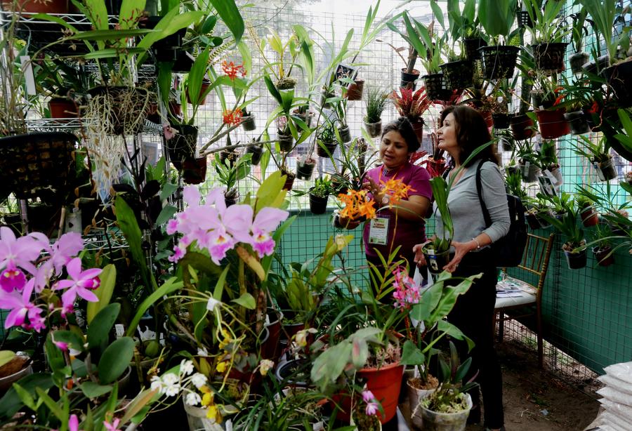 Imagen del 24 de septiembre de 2025 de una vendedora (i) enseñando plantas a una cliente en un estand de la Feria Nacional de Flores, Plantas y Paisajismo "Perú Flora 2025", en el distrito de Miraflores, en Lima, Perú. (Xinhua/Mariana Bazo)