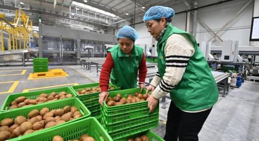 Agricultura inteligente impulsa actualización industrial del kiwi en China