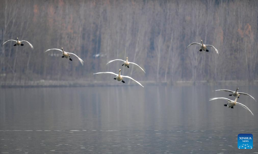 Humedal del río Amarillo de Pinglu, refugio invernal de cisnes blancos en China