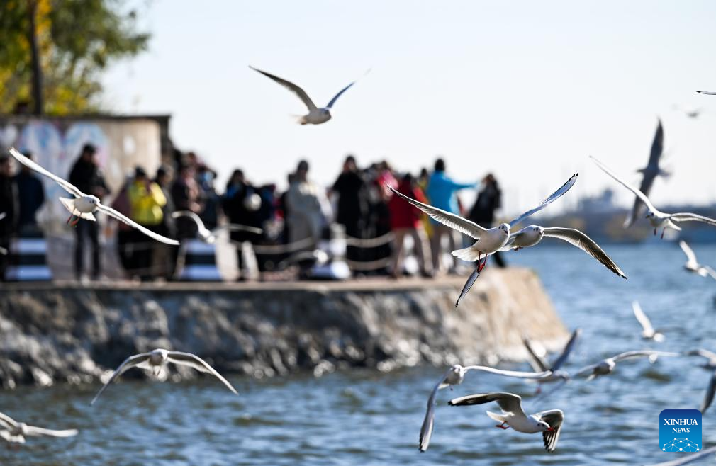Gaviotas en el río Haihe atrae a numerosos visitantes
