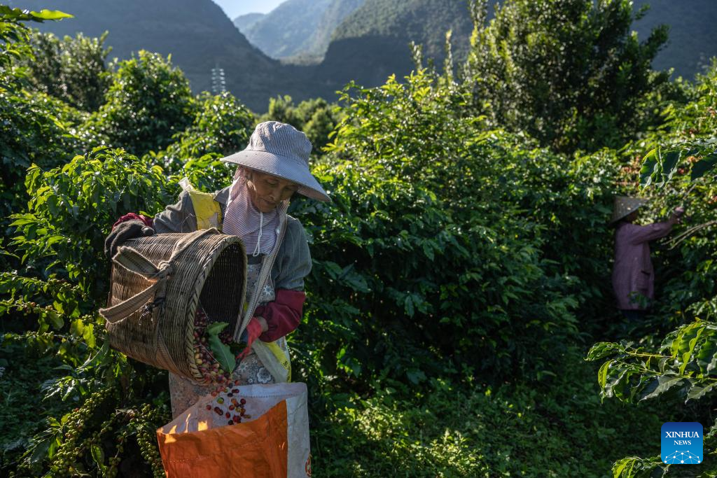 Plantas de café entran en temporada de cosecha en Baoshan, Yunnan