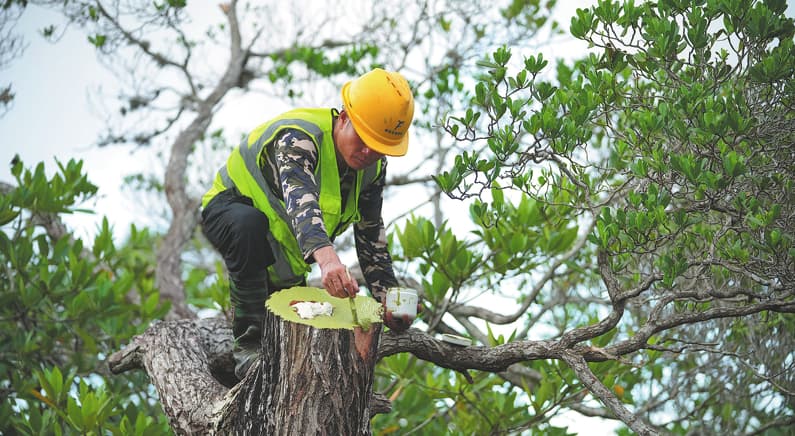 Resiliencia y recuperación: científicos restauran manglares poco comunes tras los devastadores daños causados ​​por la tormenta