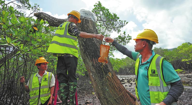 Resiliencia y recuperación: científicos restauran manglares poco comunes tras los devastadores daños causados ​​por la tormenta