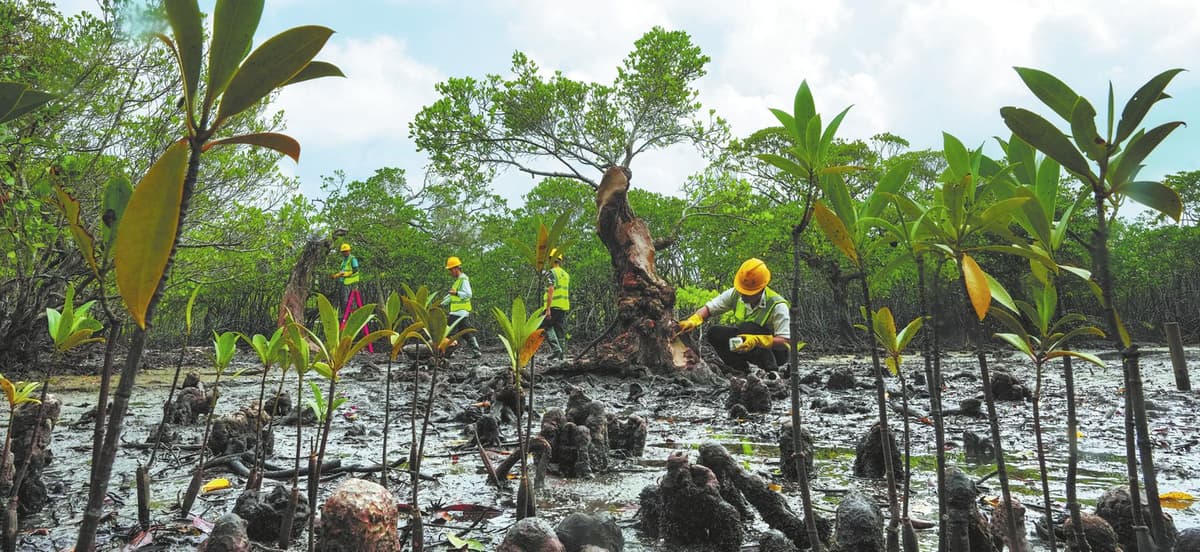 Resiliencia y recuperación: científicos restauran manglares poco comunes tras los devastadores daños causados ​​por la tormenta
