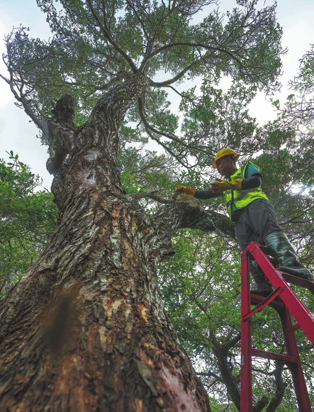 Resiliencia y recuperación: científicos restauran manglares poco comunes tras los devastadores daños causados ​​por la tormenta
