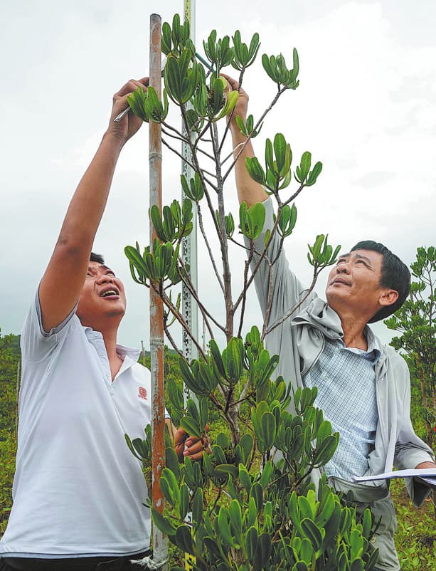 Resiliencia y recuperación: científicos restauran manglares poco comunes tras los devastadores daños causados ​​por la tormenta
