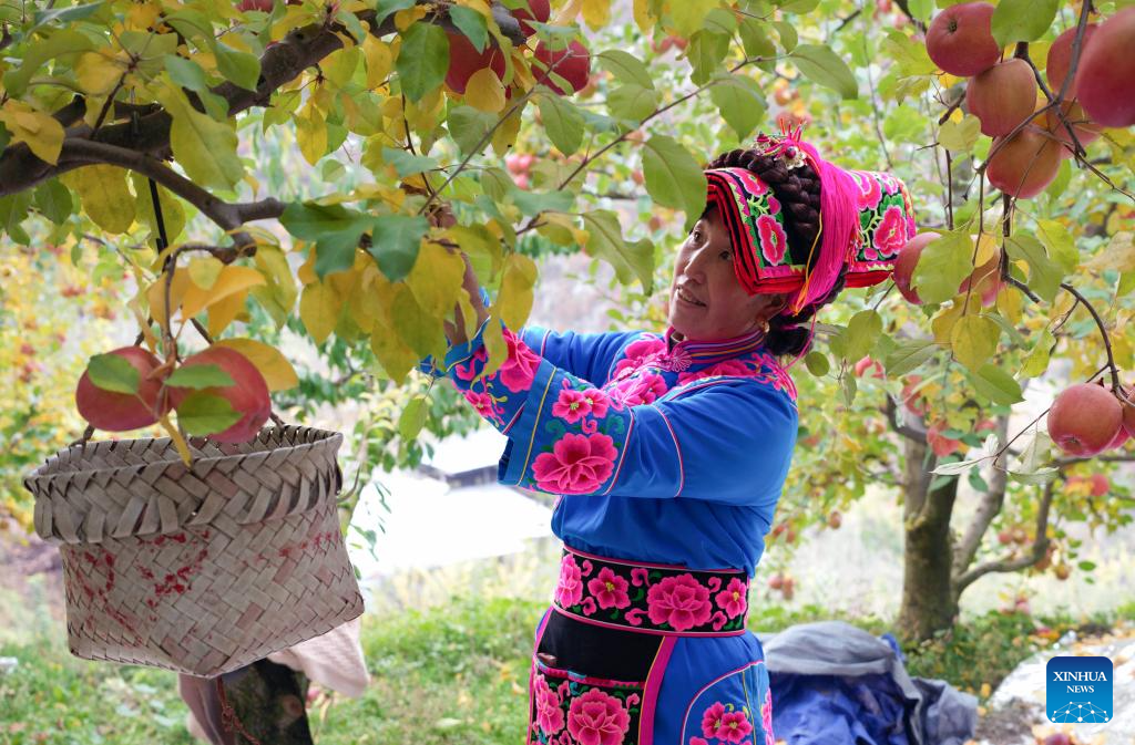 Sichuan: Huertos de manzanas en Nanxin entran en la temporada de cosecha