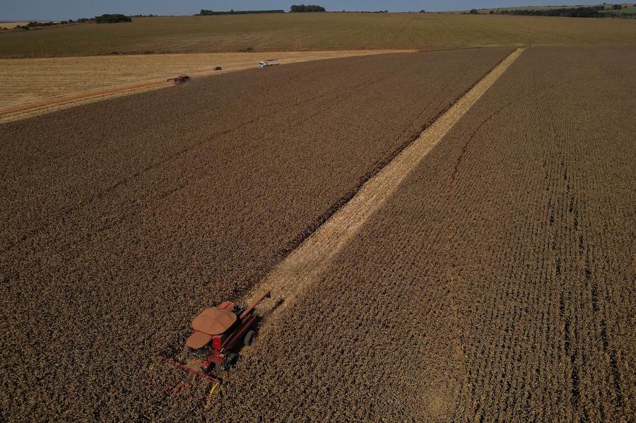 Brasil podría triplicar su energía renovable con cultivos en tierras degradadas, según estudio – 人民网