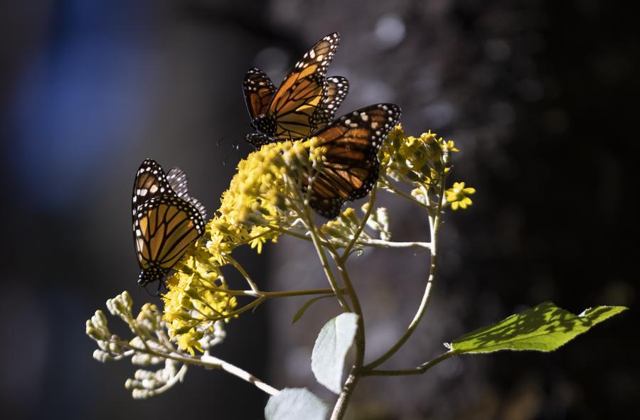 Imagen del 12 de enero de 2024 de mariposas monarca en un santuario de la mariposa monarca, en Temascaltepec, México. (Xinhua/Li Mengxin)