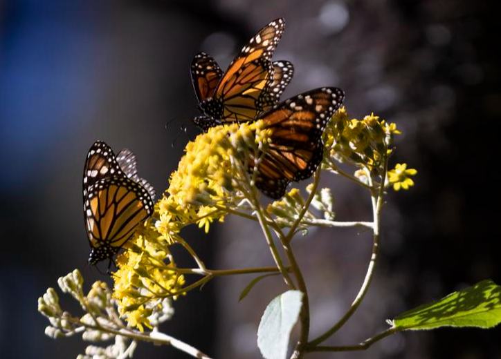 Inauguran en México primera Cumbre Nacional de Mariposa Monarca para reforzar conservación de su ruta migratoria