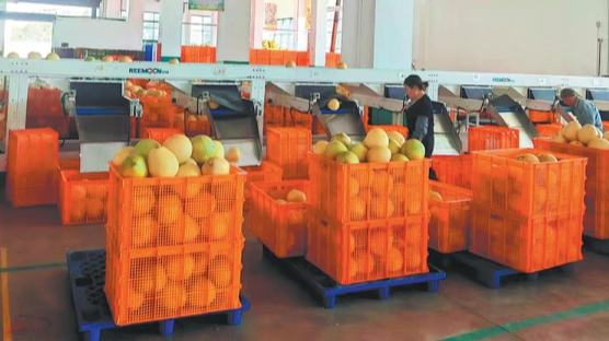 El pomelo Majia convierte a locales retornados en nuevos agricultores