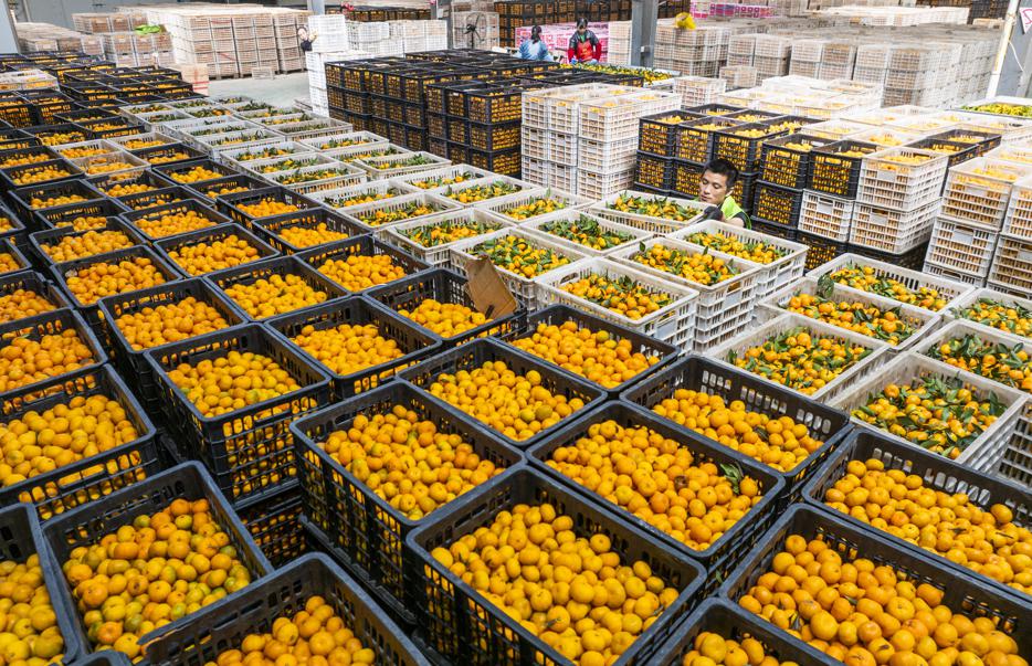 Las mandarinas de Nanfeng se globalizan con éxito